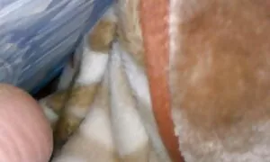 Маленькі діти дивитись еротику також знають, як зробити мову